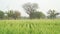 A large wheat field in India and raw spikes against a bright sky. Rural landscape with unripe wheat crops in sunset. Green wheat