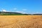 Large wheat fields in countryside