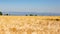 Large wheat fields before harvest mid June