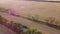 Large wheat fields, road, moving cars trees and pink sun glare on summer evening