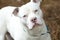 Large white American Pitbull Terrier Bulldog with pink nose outside on leash