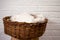 A large white Angora cat sleeps in a wicker basket against a white wall