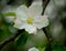 Large white apple tree flower