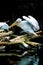 A large white aquatic pelican flaps its wings above the water