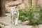 Large, white, Bengali tiger walks along the path in contact zoo