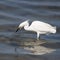 Large white bird with a fish in it`s beak