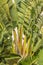 Large white bird of paradise plant