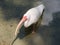 A large white bird standing in a pond