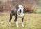 Large white and brindle American Bulldog Pitbull Terrier mix dog