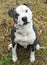 Large white and brindle American Bulldog Pitbull Terrier mix dog