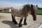 Large White Brown and Black Work Horse