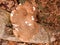 large white and brown bracket fungus fungi growing on dead tree