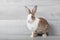 Large white and brown rabbits are sitting.