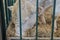 Large white bull eating hay at agricultural animal exhibition - close up