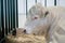 Large white bull resting at agricultural animal exhibition - close up side view