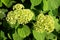 Large white bunches of hydrangeas. Inflorescence of white flowers