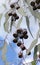 Large white and burgundy gumnuts and grey green leaves of the Australian native Silver Princess, Eucalyptus caesia