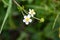 Large white buttercup, Ranunculus platanifolius