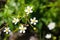 Large white buttercup, Ranunculus platanifolius