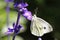 Large white butterfly