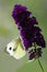 Large white on Butterfly bush