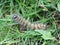 Large white butterfly caterpillar among green grass