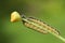 Large White Butterfly Caterpillar Pieris brassicae feeding on a plant.