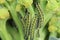 Large White Butterfly Caterpillars on Broccoli Plant