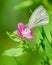 The large white butterfly on the flower hairy willow-herb