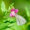 The large white butterfly on the flower hairy willow-herb