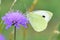 Large White Butterfly - Pieris brassicae