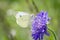 Large White Butterfly - Pieris brassicae - on field scabious - Knautia arvensis