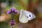 Large White Butterfly - Pieris brassicae - on field scabious - Knautia arvensis