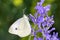 Large White Butterfly - Pieris brassicae - on Salvia farinacea, the mealy sage or mealycup sage