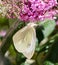 Large White Butterfly on a Pink Buddleia