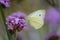 Large white butterfly on violet verbena.