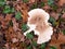 large white capped mushroom on forest floor autumn