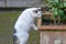 Large White Cat Hunting in the Garden