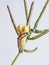 Large White caterpillar with braconid wasp cocoons, probably Cotesia glomerata. Nature.