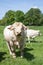 Large white Charolais beef bull standing facing the camera in a