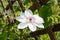 Large white clematis flower