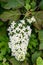 Large white cluster of tiny flower blooms on an Oakleaf Hydrangea growing in a garden