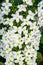 Large white cluster of tiny flower blooms on an Oakleaf Hydrangea growing in a garden