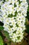 Large white cluster of tiny flower blooms on an Oakleaf Hydrangea growing in a garden