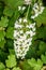 Large white cluster of tiny flower blooms on an Oakleaf Hydrangea growing in a garden