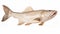 Large White Cod Fish On White Background - Carsten Holler Style
