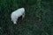 A large white cow standing in high grass; a reason of deforestation in the tropics of Ecuador