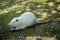 Large white coypu or nutria with a long bald tail eats on the green shore of the pond