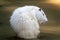 Large white coypu or nutria sits in a shallow pond