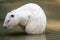 Large white coypu or nutria sits in a shallow pond